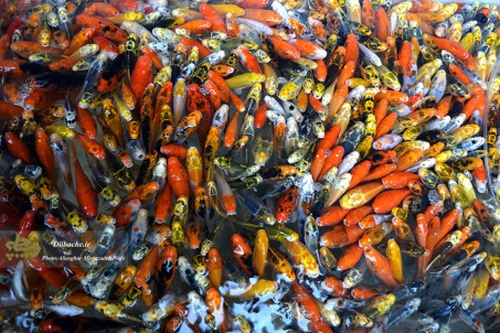 گزارش تصویری از سرنوشت ماهی گلی ها