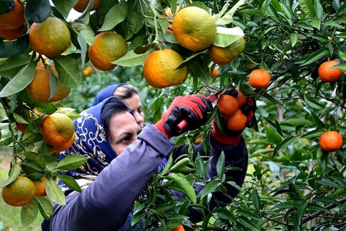 تبعات بهداشتی و اقتصادی عرضه نارنگی‌های رنگ‌آوری شده به روایت کارشناسان |  رنگ‌آوری میوه‌ها را باید ممنوع کنند