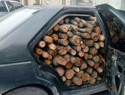 قاچاق چوب‌های قتل عام شده زاگرس با خودرو شخصی!