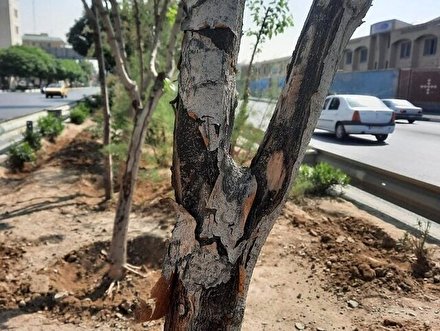 درختان آسیب‌دیده پایتخت با درختان با بُن بالا جایگزین می‌شوند